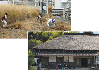 Thatched-roof housing