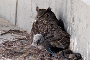 Horned Owl